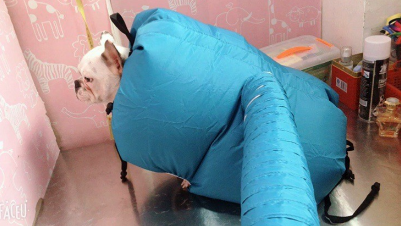 Caixa de Secagem, Secador e Bolsa de Secagem para Pets